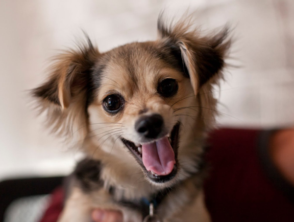 Smiling Chihuahua